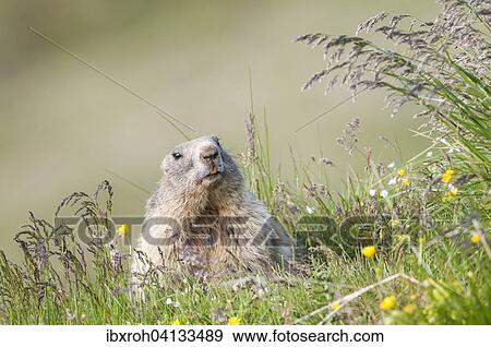 Alpine Marmot (Marmota marmota), Tyrol, Austria, Europe View Large Photo Image Stock Photo - Alpine Marmot (Marmota marmota), Tyrol, Austria, Europe. Fotosearch