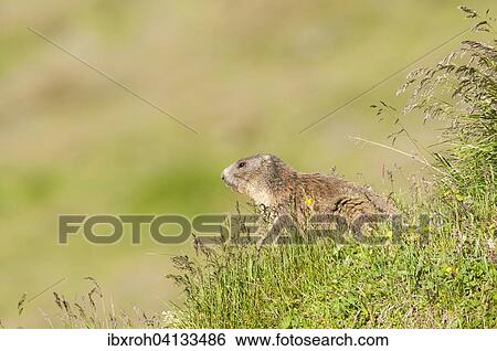Alpine Marmot (Marmota marmota), Tyrol, Austria, Europe View Large Photo Image Stock Photograph - Alpine Marmot (Marmota marmota), Tyrol, Austria, Europe. Fotosearch
