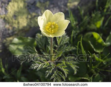 Picture - Alpine pasqueflower (Pulsatilla alpina), Lavizzara, Canton of Ticino, Alps, Switzerland, Europe. Fotosearch