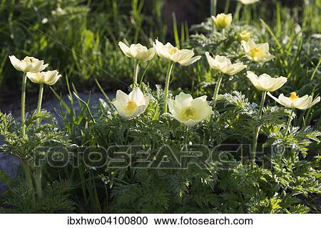 Stock Image - Alpine pasqueflowers (Pulsatilla alpina), Lavizzara, Ticino, Alps, Switzerland, Europe. Fotosearch