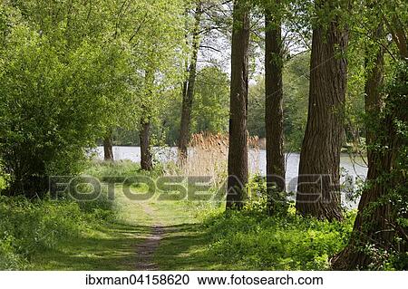 Alter Main, area along the old Main river, Sand am Main, Mainfranken, Lower Franconia, Franconia, Bavaria, Germany, Europe View Large Photo Image Stock Image - Alter Main, area along the old Main river, Sand am Main, Mainfranken, Lower Franconia, Franconia, Bavaria, Germany, Europe. Fotosearch