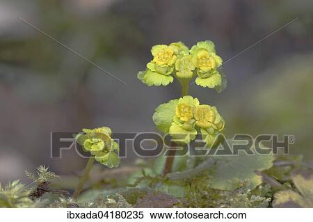 Stock Photography - Alternate-leaved Golden Saxifrage (Chrysosplenium alternifolium), inflorescences, Rhineland-Palatinate, Germany, Europe. Fotosearch