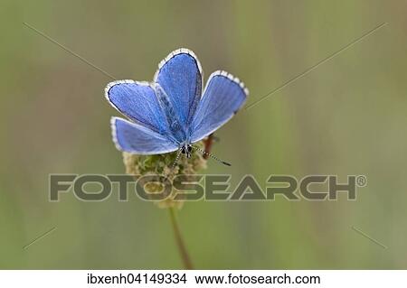 Amanda's Blue (Plebicula amanda), male, Rothenstein nature reserve, Thuringia, Germany, Europe View Large Photo Image Picture - Amanda's Blue (Plebicula amanda), male, Rothenstein nature reserve, Thuringia, Germany, Europe. Fotosearch