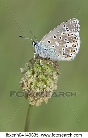 Amanda's Blue (Plebicula amanda), male, Rothenstein nature reserve, Thuringia, Germany, Europe View Large Photo Image Stock Photography - Amanda's Blue (Plebicula amanda), male, Rothenstein nature reserve, Thuringia, Germany, Europe. Fotosearch