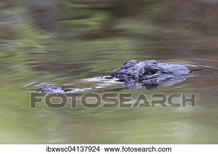 American Alligator (Alligator mississippiensis), Everglades National Park, Florida, USA View Large Photo Image Picture - American Alligator (Alligator mississippiensis), Everglades National Park, Florida, USA. Fotosearch