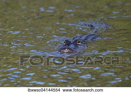 American Alligator (Alligator mississippiensis) swimming in water, Everglades National Park, Florida, USA View Large Photo Image Picture - American Alligator (Alligator mississippiensis) swimming in water, Everglades National Park, Florida, USA. Fotosearch