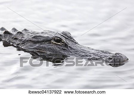 American Alligator (Alligator mississippiensis), Anhinga Trail, Everglades National Park, Florida, USA View Large Photo Image Stock Image - American Alligator (Alligator mississippiensis), Anhinga Trail, Everglades National Park, Florida, USA. Fotosearch