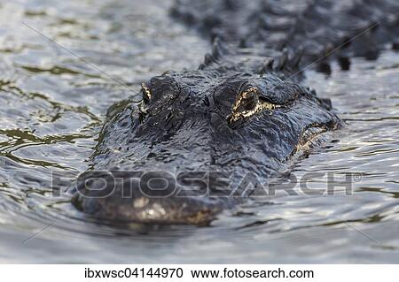 American alligator (Alligator mississippiensis) swimming in water, Everglades National Park, Florida, USA View Large Photo Image Stock Image - American alligator (Alligator mississippiensis) swimming in water, Everglades National Park, Florida, USA. Fotosearch