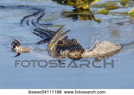 American alligator (Alligator mississippiensis) with a grey heron (Ardea cinerea) in its mouth, Anhinga Trail, Everglades National Park, Florida, United States, North America View Large Photo Image Stock Photo - American alligator (Alligator mississippiensis) with a grey heron (Ardea cinerea) in its mouth, Anhinga Trail, Everglades National Park, Florida, United States, North America. Fotosearch