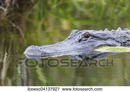 Stock Photo - American Alligator (Alligator mississippiensis), Everglades National Park, Florida, USA. Fotosearch