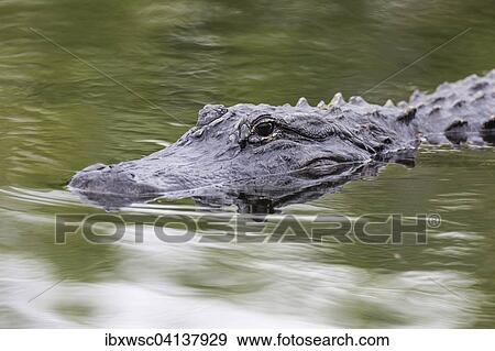 American Alligator (Alligator mississippiensis), Everglades National Park, Florida, USA View Large Photo Image Stock Photo - American Alligator (Alligator mississippiensis), Everglades National Park, Florida, USA. Fotosearch