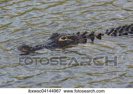 American alligator (Alligator mississippiensis) swimming in water, Everglades National Park, Florida, USA View Large Photo Image Stock Photo - American alligator (Alligator mississippiensis) swimming in water, Everglades National Park, Florida, USA. Fotosearch