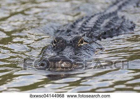 American alligator (Alligator mississippiensis) swimming in water, Everglades National Park, Florida, USA View Large Photo Image Stock Photo - American alligator (Alligator mississippiensis) swimming in water, Everglades National Park, Florida, USA. Fotosearch