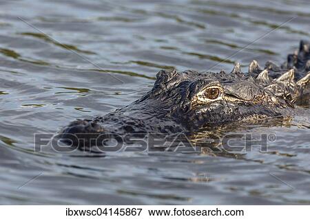 American alligator (Alligator mississippiensis) in water, Everglades National Park, Florida, USA View Large Photo Image Stock Photo - American alligator (Alligator mississippiensis) in water, Everglades National Park, Florida, USA. Fotosearch