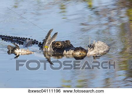 American alligator (Alligator mississippiensis) with a grey heron (Ardea cinerea) in its mouth, Anhinga Trail, Everglades National Park, Florida, United States, North America View Large Photo Image Stock Photograph - American alligator (Alligator mississippiensis) with a grey heron (Ardea cinerea) in its mouth, Anhinga Trail, Everglades National Park, Florida, United States, North America. Fotosearch