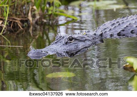 American Alligator (Alligator mississippiensis), Everglades National Park, Florida, USA View Large Photo Image Stock Photograph - American Alligator (Alligator mississippiensis), Everglades National Park, Florida, USA. Fotosearch