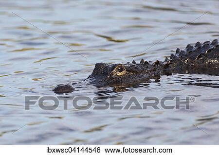 American Alligator (Alligator mississippiensis) swimming in water, Everglades National Park, Florida, USA View Large Photo Image Stock Photograph - American Alligator (Alligator mississippiensis) swimming in water, Everglades National Park, Florida, USA. Fotosearch