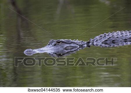 American Alligator (Alligator mississippiensis) swimming in water, Everglades National Park, Florida, USA View Large Photo Image Stock Photography - American Alligator (Alligator mississippiensis) swimming in water, Everglades National Park, Florida, USA. Fotosearch