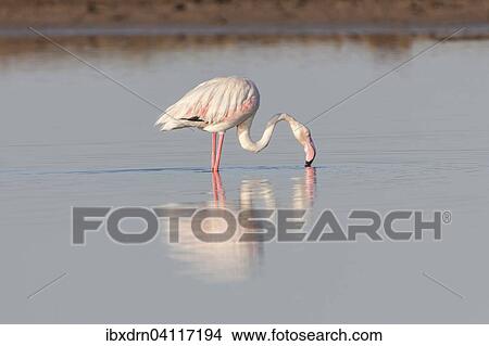 Picture - American Flamingo (Phoenicopterus ruber) foraging for food, Little Rann of Kutch, Gujarat, India, Asia. Fotosearch