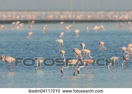 American Flamingo (Phoenicopterus ruber) colony foraging for food, Little Rann of Kutch, Gujarat, India, Asia View Large Photo Image Stock Image - American Flamingo (Phoenicopterus ruber) colony foraging for food, Little Rann of Kutch, Gujarat, India, Asia. Fotosearch