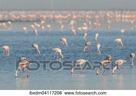 American Flamingo (Phoenicopterus ruber) colony foraging for food, Little Rann of Kutch, Gujarat, India, Asia View Large Photo Image Stock Photo - American Flamingo (Phoenicopterus ruber) colony foraging for food, Little Rann of Kutch, Gujarat, India, Asia. Fotosearch