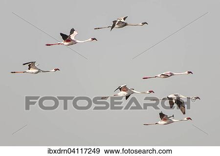 American Flamingo (Phoenicopterus ruber) colony in flight, Little Rann of Kutch, Gujarat, India, Asia View Large Photo Image Stock Photo - American Flamingo (Phoenicopterus ruber) colony in flight, Little Rann of Kutch, Gujarat, India, Asia. Fotosearch