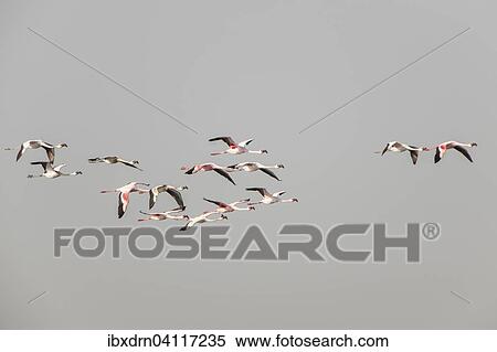American Flamingo (Phoenicopterus ruber) colony in flight, Little Rann of Kutch, Gujarat, India, Asia View Large Photo Image Stock Photography - American Flamingo (Phoenicopterus ruber) colony in flight, Little Rann of Kutch, Gujarat, India, Asia. Fotosearch