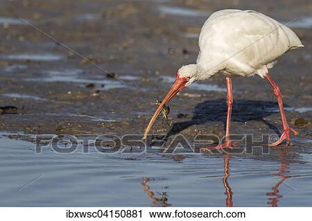 American white ibis (Eudocimus albus), Sanibel Iceland, Florida, USA View Large Photo Image Stock Image - American white ibis (Eudocimus albus), Sanibel Iceland, Florida, USA. Fotosearch