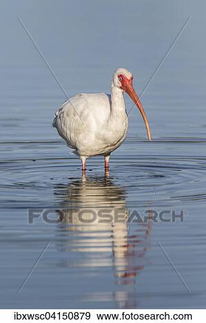 American white ibis (Eudocimus albus), Sanibel Iceland, Florida, USA View Large Photo Image Stock Photo - American white ibis (Eudocimus albus), Sanibel Iceland, Florida, USA. Fotosearch