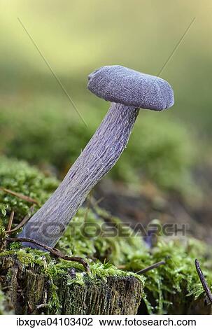 Amethyst deceiver (Laccaria amethystea), edible mycorrhizal fungus, Switzerland, Europe View Large Photo Image Stock Image - Amethyst deceiver (Laccaria amethystea), edible mycorrhizal fungus, Switzerland, Europe. Fotosearch