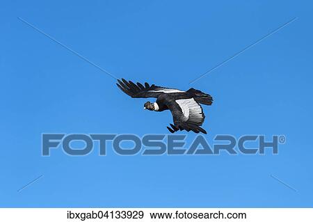Stock Photo - Andean Condor (Vultur gryphus) in flight, Torres del Paine National Park, Chilean Patagonia, Chile, South America. Fotosearch
