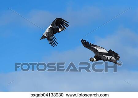 Andean Condors (Vultur gryphus) in flight, Torres del Paine National Park, Chilean Patagonia, Chile, South America View Large Photo Image Stock Image - Andean Condors (Vultur gryphus) in flight, Torres del Paine National Park, Chilean Patagonia, Chile, South America. Fotosearch