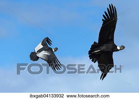 Andean Condors (Vultur gryphus) in flight, Torres del Paine National Park, Chilean Patagonia, Chile, South America View Large Photo Image Stock Image - Andean Condors (Vultur gryphus) in flight, Torres del Paine National Park, Chilean Patagonia, Chile, South America. Fotosearch