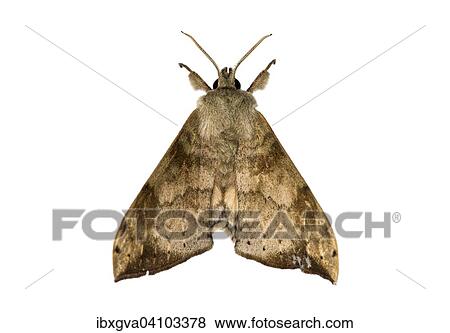 Andriasa contraria (Andriasa contraria) moth (Sphingidae), Harenna Forest, Bale Mountains, Oromia Region, Ethiopia, Africa View Large Photo Image Stock Photo - Andriasa contraria (Andriasa contraria) moth (Sphingidae), Harenna Forest, Bale Mountains, Oromia Region, Ethiopia, Africa. Fotosearch