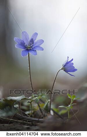Anemone hepatica (Hepatica nobilis), Jasmund National Park, Ruegen, Mecklenburg-Western Pomerania, Germany, Europe View Large Photo Image Picture - Anemone hepatica (Hepatica nobilis), Jasmund National Park, Ruegen, Mecklenburg-Western Pomerania, Germany, Europe. Fotosearch