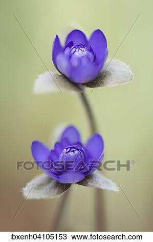 Stock Image - Anemone hepatica (Hepatica nobilis), Emsland, Lower Saxony, Germany, Europe. Fotosearch