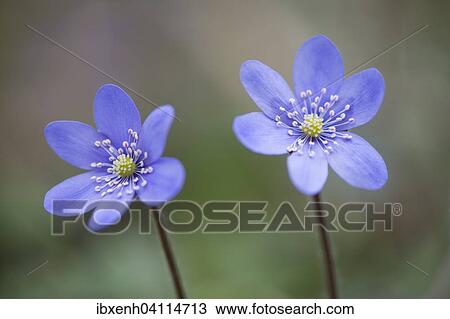 Anemone hepatica (Hepatica nobilis), Jasmund National Park, Ruegen, Mecklenburg-Western Pomerania, Germany, Europe View Large Photo Image Stock Image - Anemone hepatica (Hepatica nobilis), Jasmund National Park, Ruegen, Mecklenburg-Western Pomerania, Germany, Europe. Fotosearch
