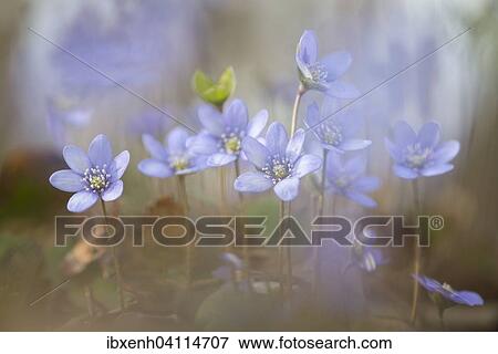 Stock Photo - Anemone hepatica (Hepatica nobilis), Jasmund National Park, Ruegen, Mecklenburg-Western Pomerania, Germany, Europe. Fotosearch