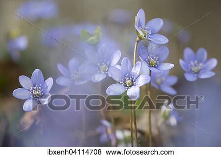 Anemone hepatica (Hepatica nobilis), Jasmund National Park, Ruegen, Mecklenburg-Western Pomerania, Germany, Europe View Large Photo Image Stock Photo - Anemone hepatica (Hepatica nobilis), Jasmund National Park, Ruegen, Mecklenburg-Western Pomerania, Germany, Europe. Fotosearch
