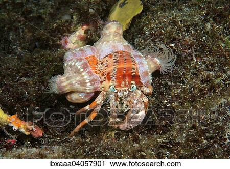 Anemone hermit crab (Dardanus pedunculatus) Boholsee, Philippines, Asia View Large Photo Image Stock Image - Anemone hermit crab (Dardanus pedunculatus) Boholsee, Philippines, Asia. Fotosearch