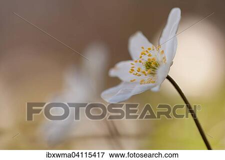 Anemone nemorosa (Anemone nemorosa), Hesse, Germany, Europe View Large Photo Image Stock Photo - Anemone nemorosa (Anemone nemorosa), Hesse, Germany, Europe. Fotosearch