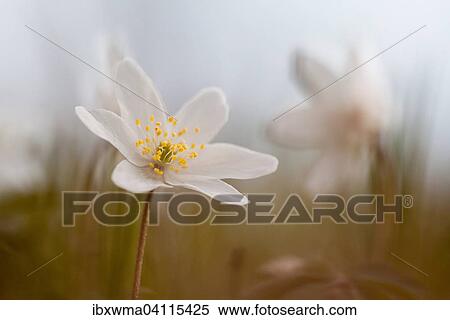 Anemone nemorosa (Anemone nemorosa), Hesse, Germany, Europe View Large Photo Image Stock Photography - Anemone nemorosa (Anemone nemorosa), Hesse, Germany, Europe. Fotosearch