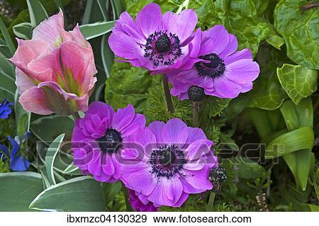 Anemones (Anemone) and tulip (Tulipa), botanical garden, Erlangen, Middle Franconia, Bavaria, Germany, Europe View Large Photo Image Stock Photo - Anemones (Anemone) and tulip (Tulipa), botanical garden, Erlangen, Middle Franconia, Bavaria, Germany, Europe. Fotosearch