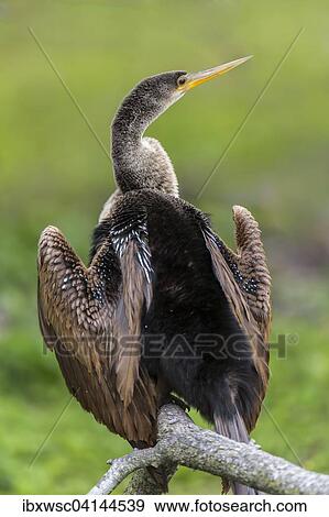 Anhinga (Anhinga anhinga) drying wings, Florida, Everglades, USA View Large Photo Image Stock Photo - Anhinga (Anhinga anhinga) drying wings, Florida, Everglades, USA. Fotosearch