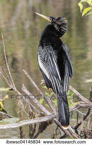 Anhinga (Anhinga anhinga), Everglades, Florida, USA View Large Photo Image Picture - Anhinga (Anhinga anhinga), Everglades, Florida, USA. Fotosearch