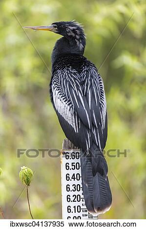 Anhinga (Anhinga anhinga), Everglades, Florida, USA View Large Photo Image Stock Photography - Anhinga (Anhinga anhinga), Everglades, Florida, USA. Fotosearch