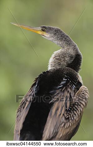 Anhinga (Anhinga anhinga), Florida, Everglades, USA View Large Photo Image Stock Image - Anhinga (Anhinga anhinga), Florida, Everglades, USA. Fotosearch
