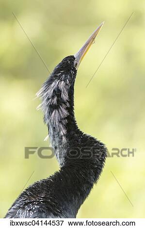 Stock Photo - Anhinga (Anhinga anhinga), Florida, Everglades, USA. Fotosearch