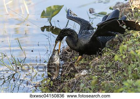 Anhinga (Anhinga anhinga), struggling with too much fish, Florida, Everglades, USA View Large Photo Image Stock Photograph - Anhinga (Anhinga anhinga), struggling with too much fish, Florida, Everglades, USA. Fotosearch