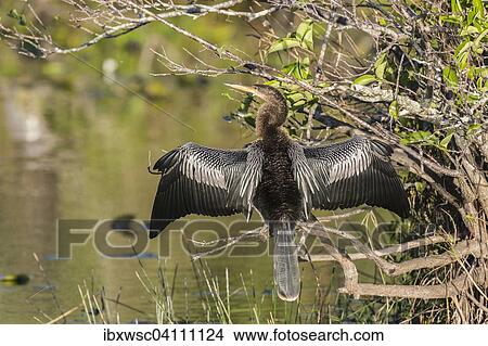 Anhinga or American darter (Anhinga anhinga) drying its wings in the sun, Everglades National Park, Florida, United States, North America View Large Photo Image Picture - Anhinga or American darter (Anhinga anhinga) drying its wings in the sun, Everglades National Park, Florida, United States, North America. Fotosearch